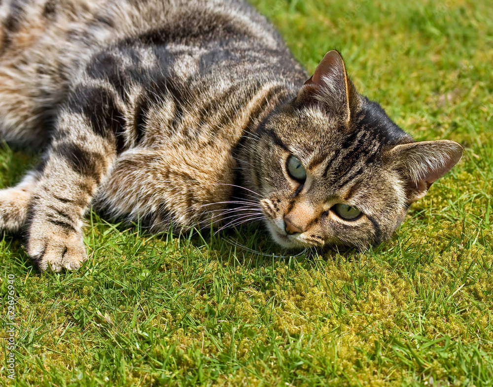 Tabby Cat watching