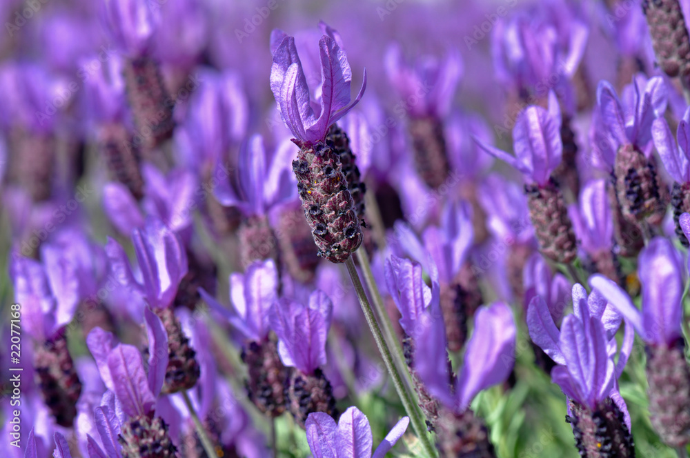 Naklejka premium Purple Spanish Lavender Flower