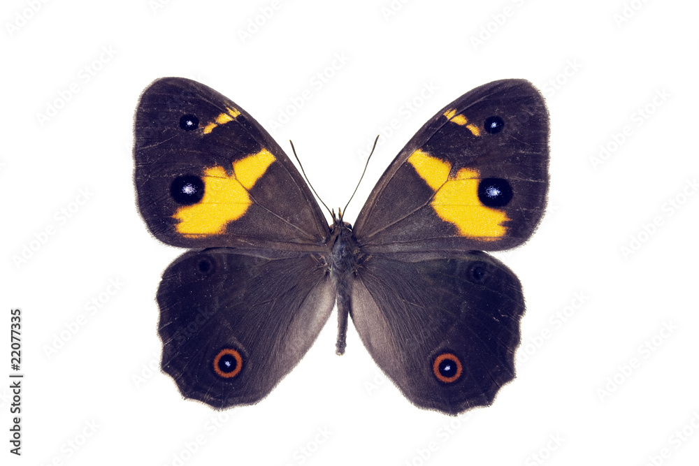 Fototapeta premium Butterfly - Sword-grass Brown, Tisiphone abeona