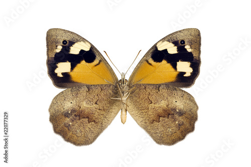Butterfly - Common Brown, Heteronympha merope