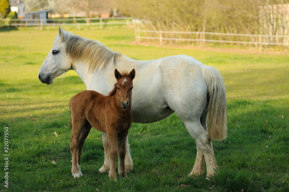 Obraz premium jument et poulain