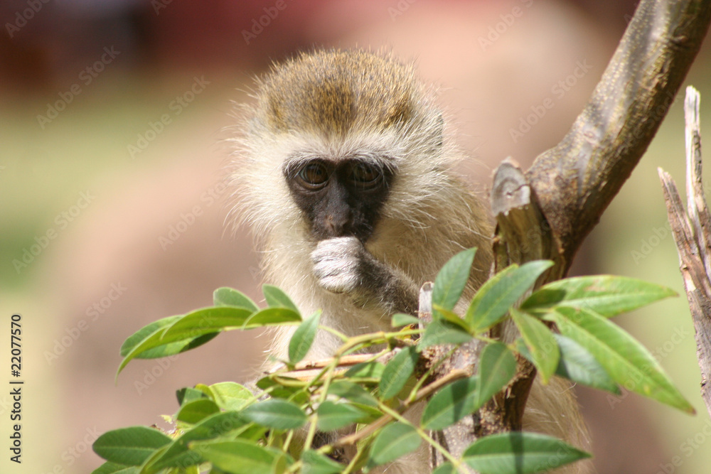 Obraz premium Affenbaby