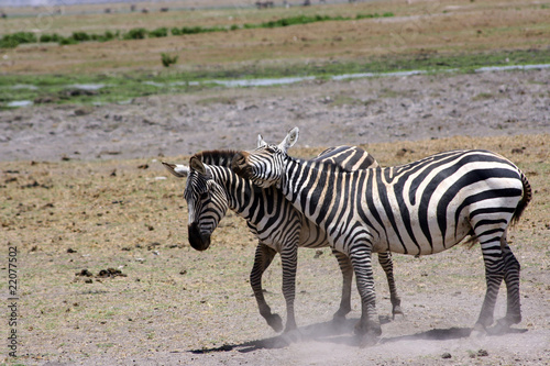 Zwei Zebras im Amboseli-Nationalpark