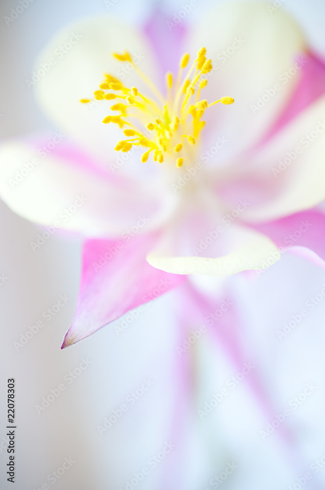 flower. macro
