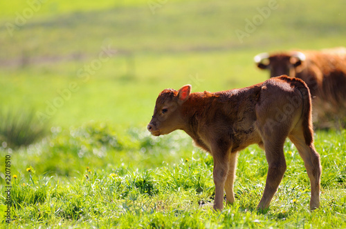 petit veau de race limousine