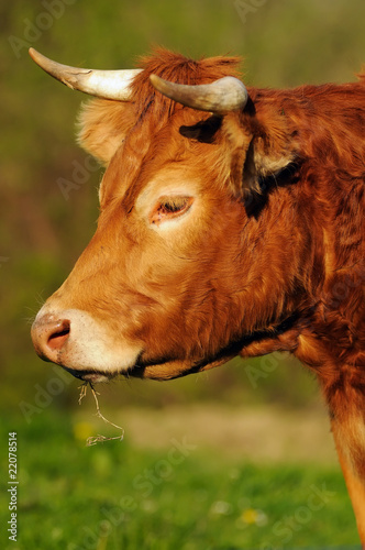 portrait de vache limousine
