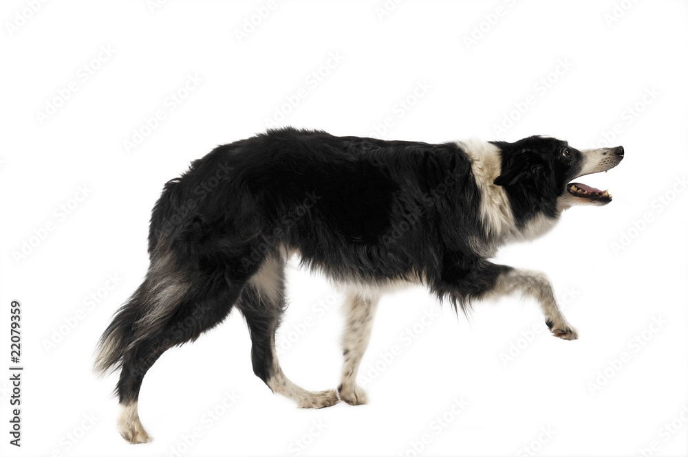 border collie adoptant une drôle d'allure pour un tour border collie adoptant une drôle d'allure pour un tour
