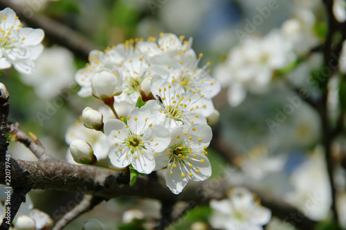 Pflaumenbaumbluete - plum blossom 04