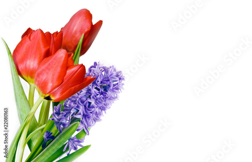 Rote Tulpen und lila Hyacinthe