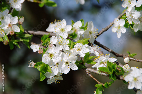 Pflaumenbaumbluete - plum blossom 22