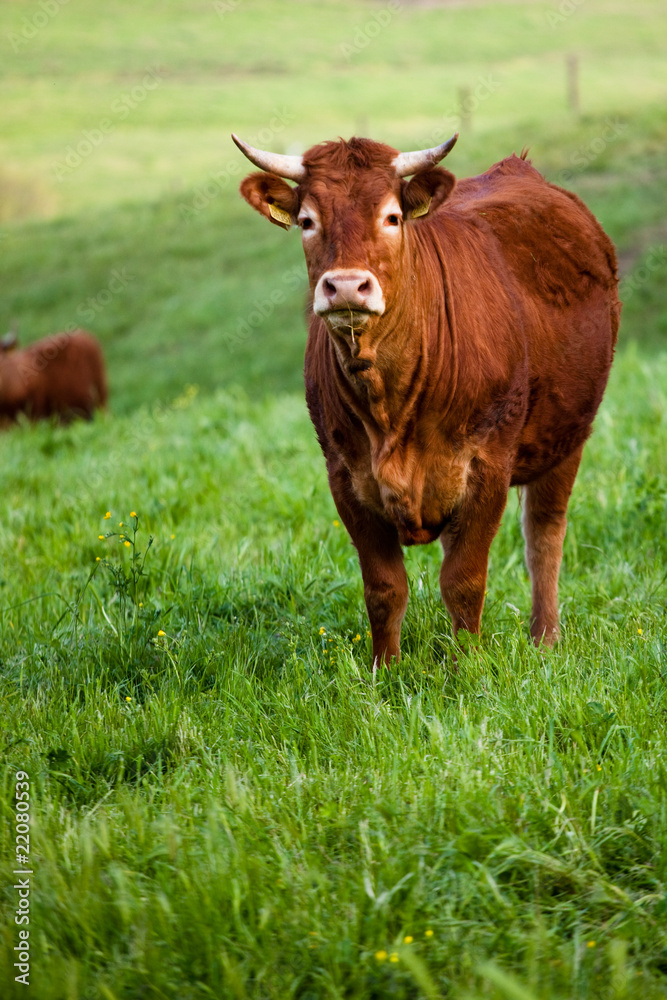 some cows pasturing in green fields some cows pasturing in green fields