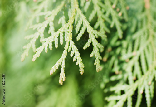 Branch of a thuja close up photo