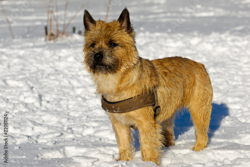 Dog in snow © Lars Christensen