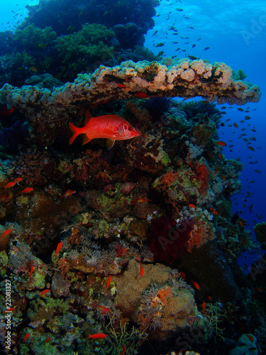 Coral colony and red fish
