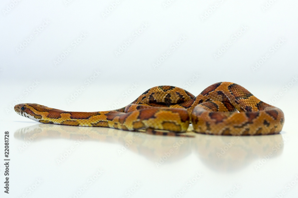 Obraz premium Corn snake