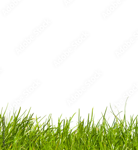 Grass on isolated white background