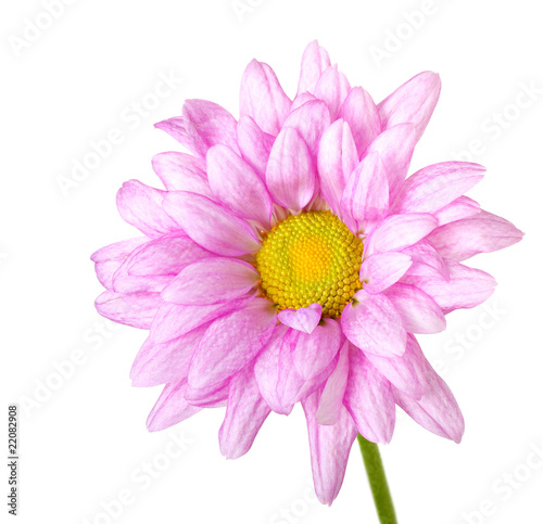 Pink Daisy