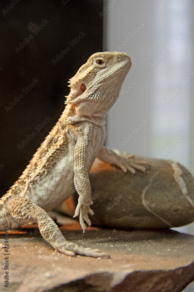 Bearded Dragon reptile Bearded Dragon reptile