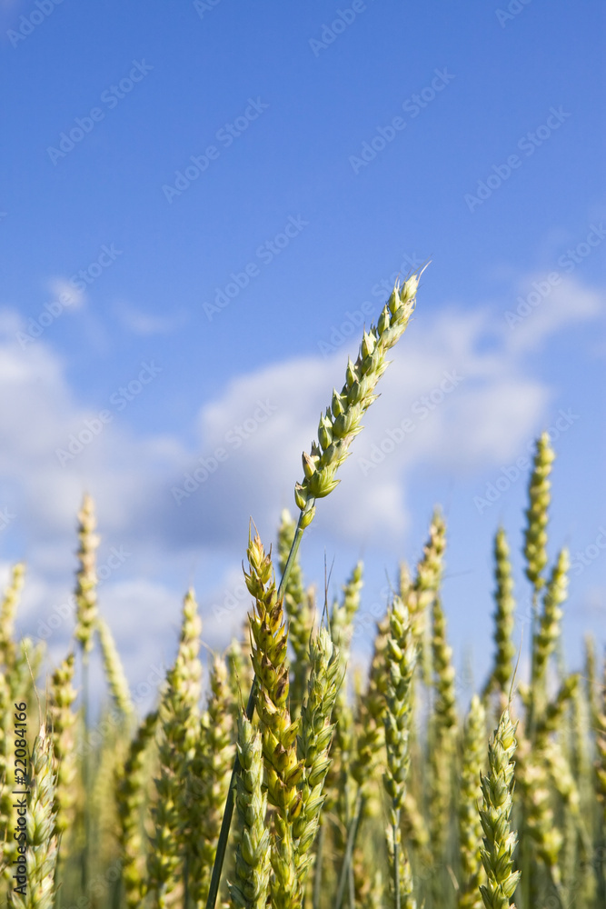 Fototapeta premium Ears of wheat on sky background