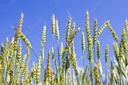 Ears of wheat on sky background