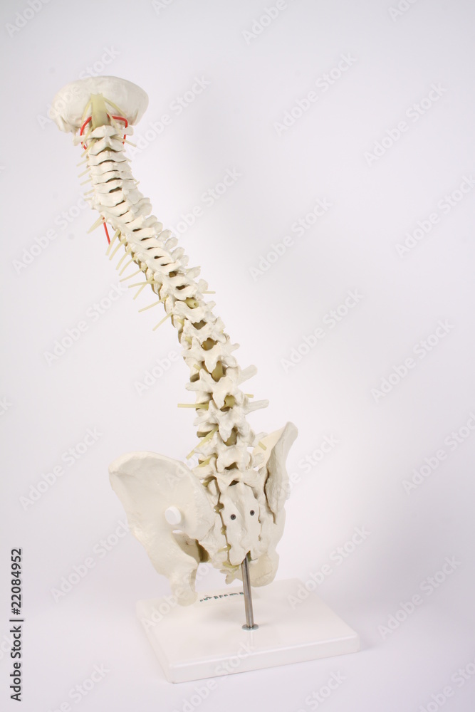 Obraz premium wirbelsäule