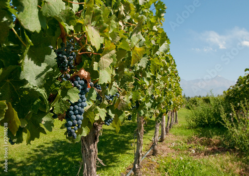 Vineyards of Mendoza, Argentina photo