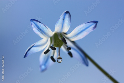 Blue snowdrop closeup.