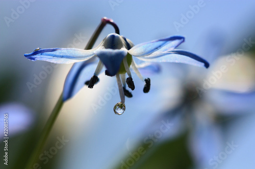 Blue snowdrop closeup.