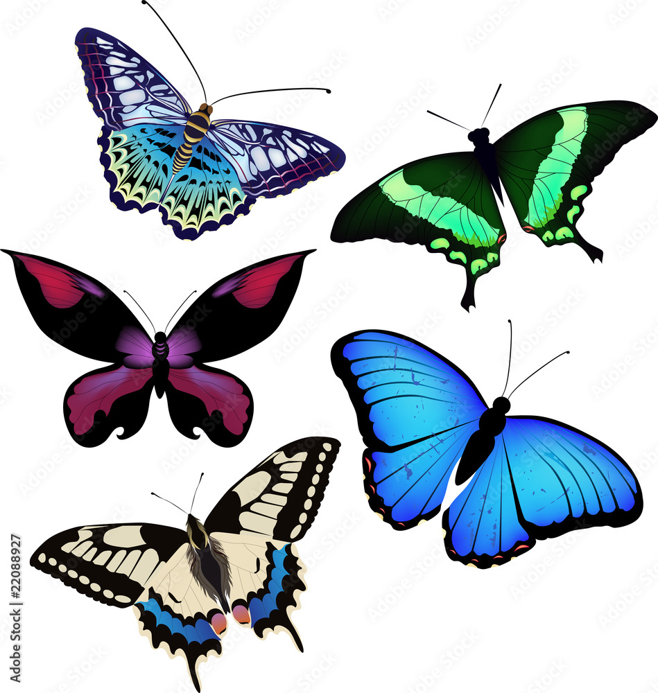 Naklejka premium Vector illustation of butterflies