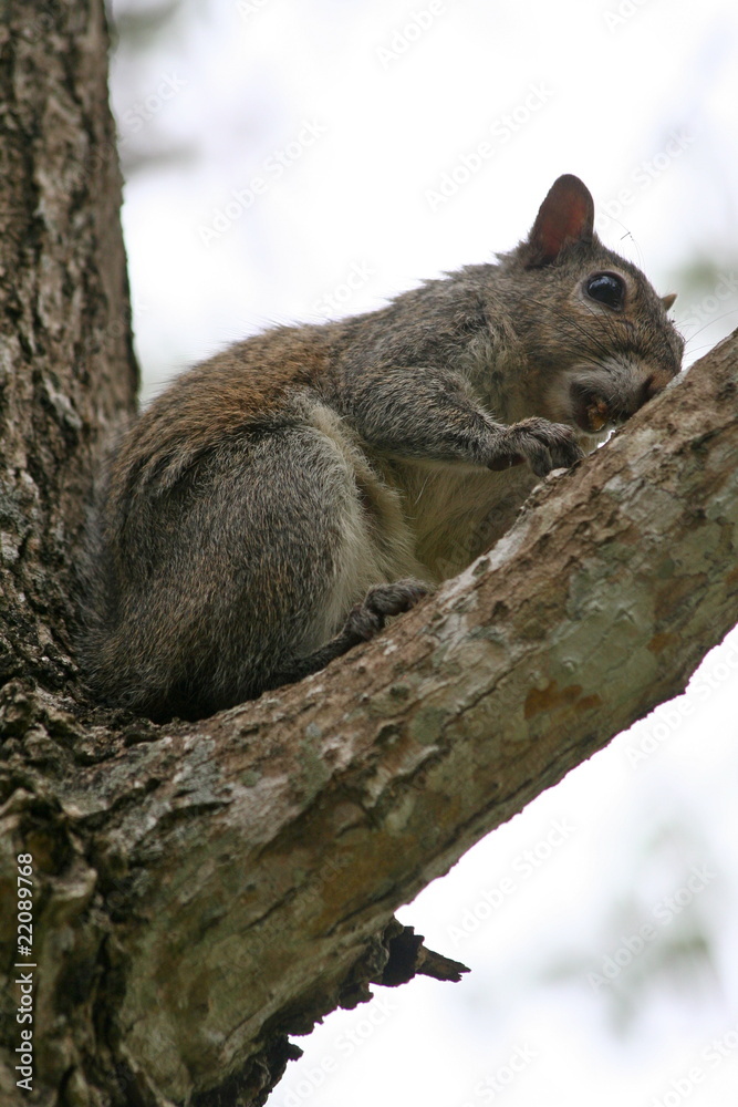 Chipmunk on a tree branch Chipmunk on a tree branch