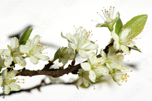 Blüte eines Pflaumenbaumes im April