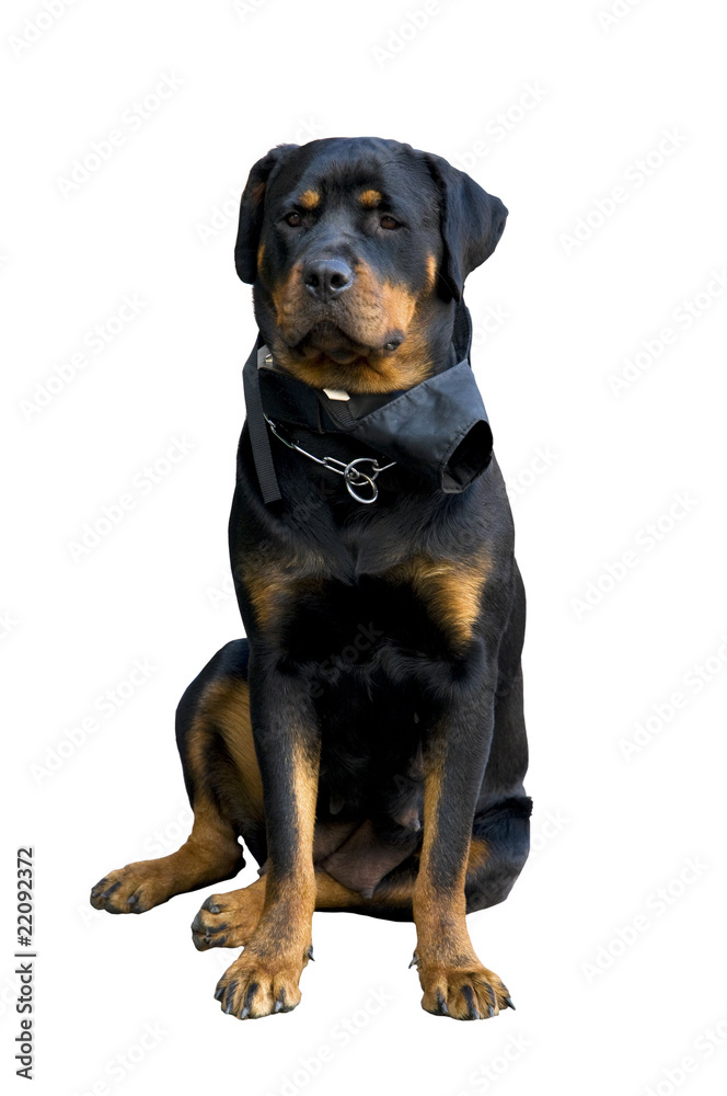 Female Rottweiler