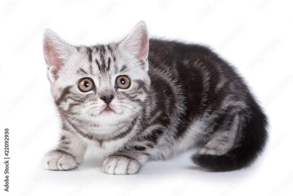 British kitten on white background