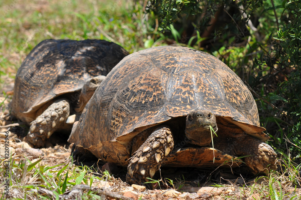 Fototapeta premium big leopard tortoise