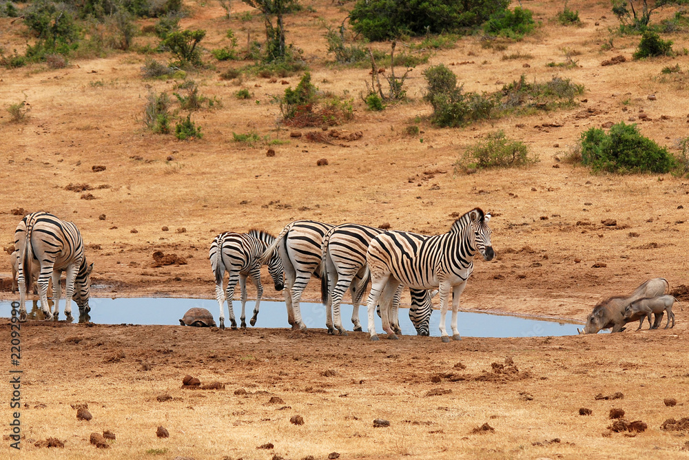 Obraz premium Burchell's zebras at watering place