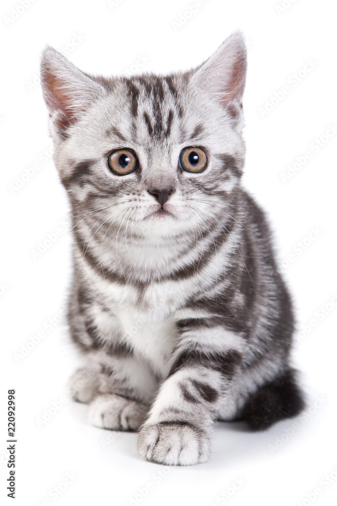 British kitten on white background