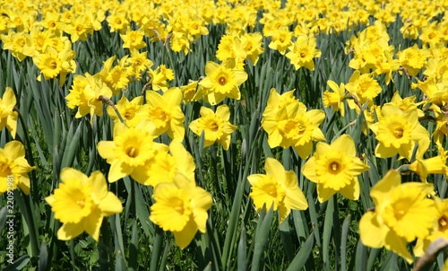 Field of blooming daffodils in early spring in a park