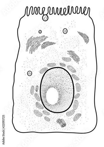 human epitelial cell