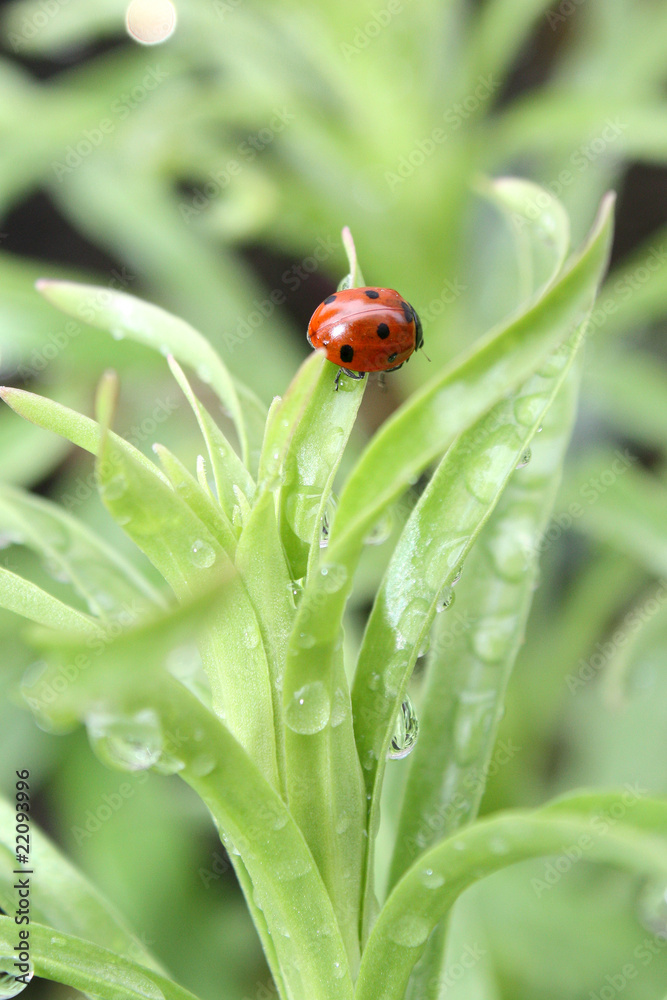 Ladybug Ladybug