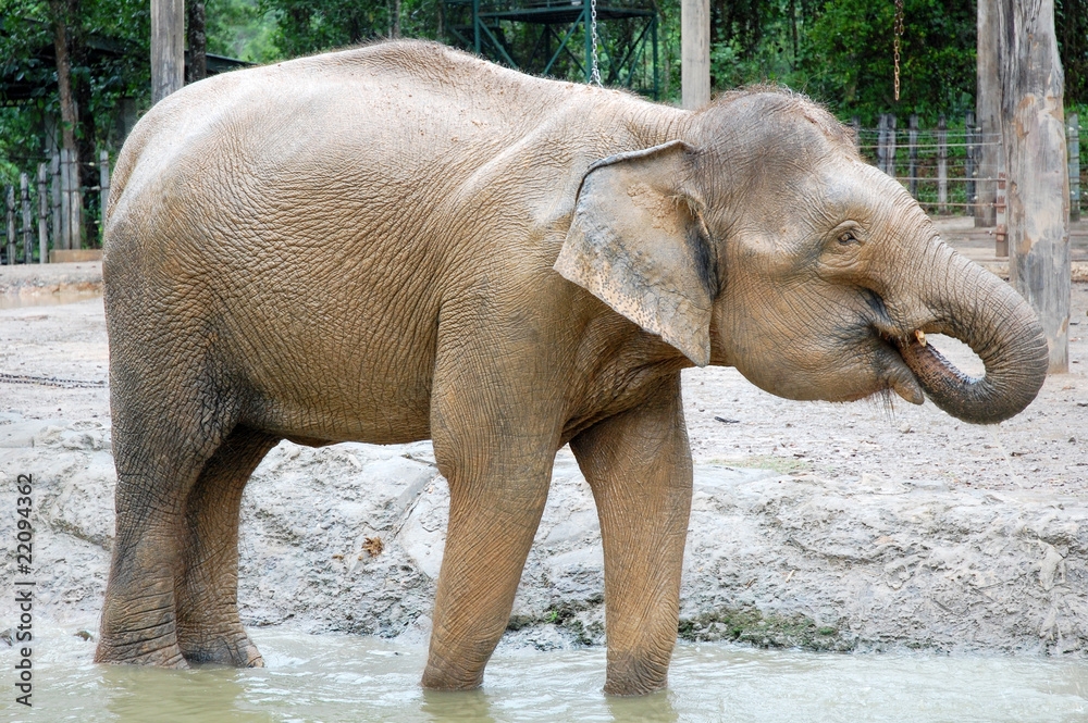Fototapeta premium duży słoń jedzący w stawie