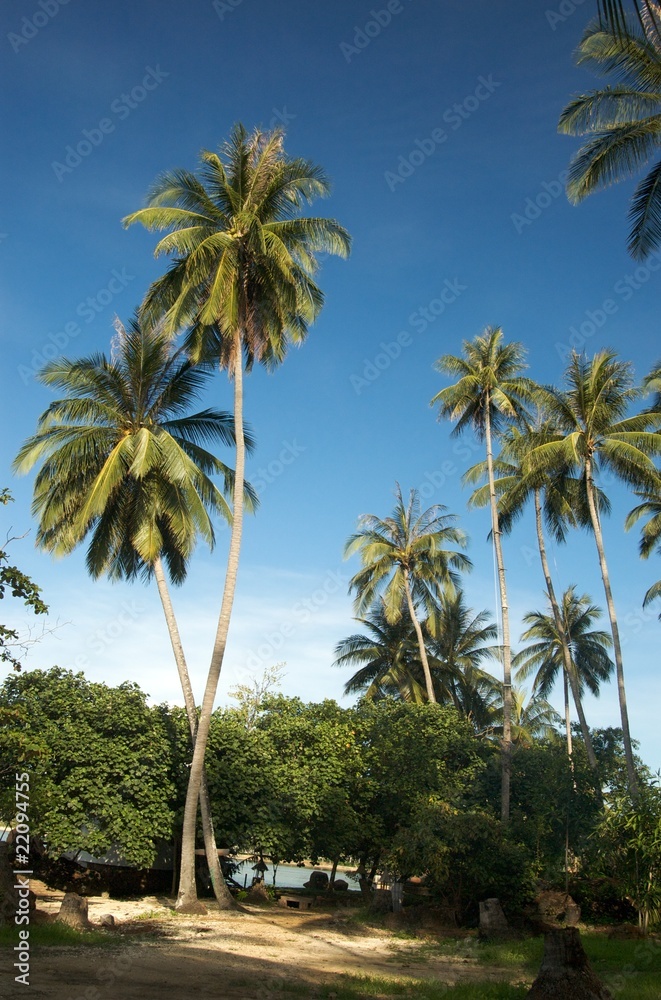 coconut trees on mak island