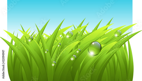 Vector grass background