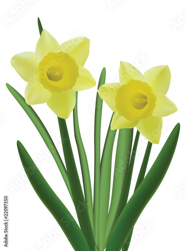 narcissus