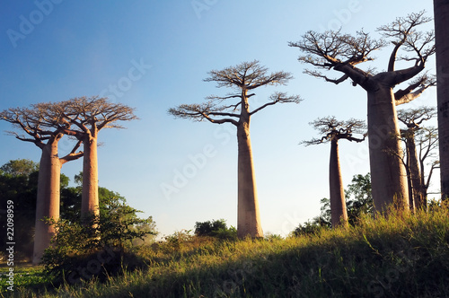 Fotobehang Field of Baobabs