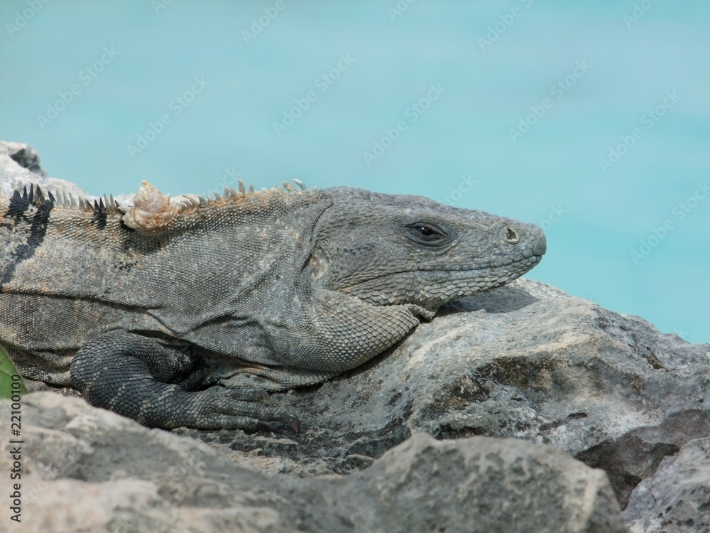 Fototapeta premium Iguane de Tulum