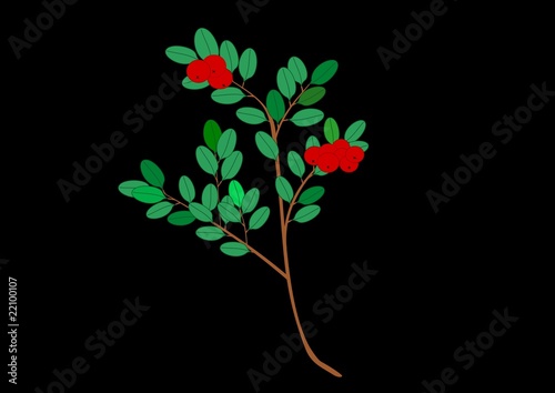 cranberry illustration
