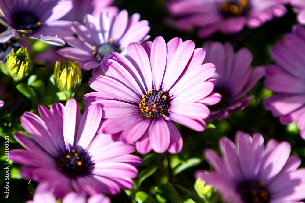 Beautiful purple gerbera daisy flowers Beautiful purple gerbera daisy flowers