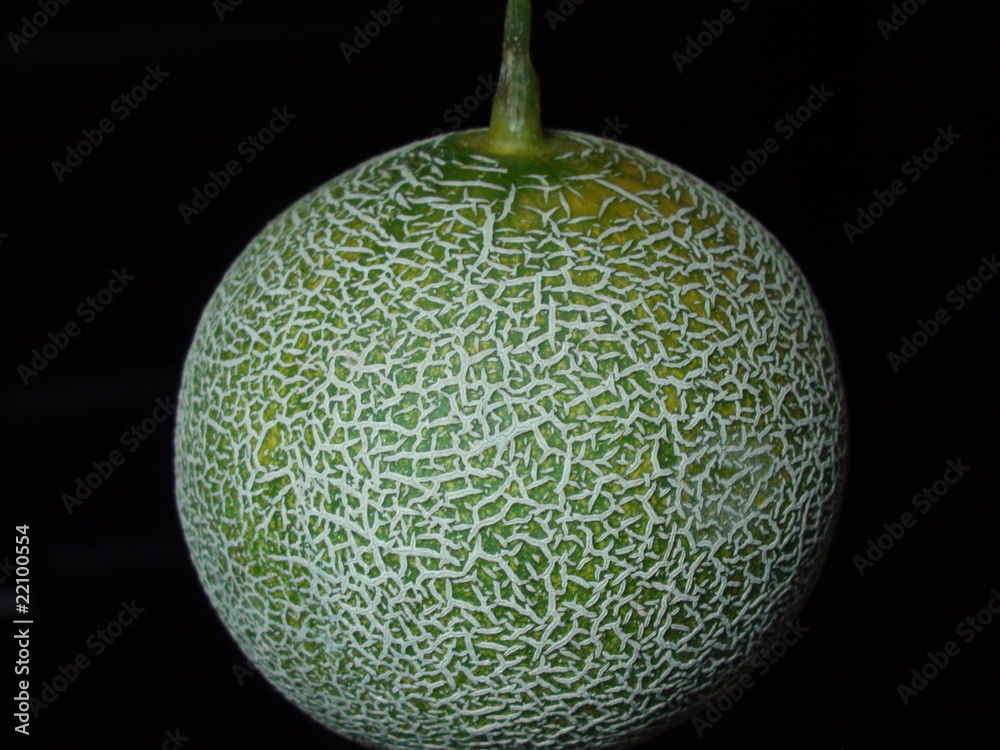 muskmelon muskmelon