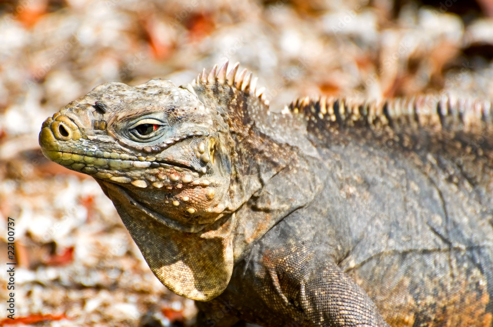Obraz premium wild iguana
