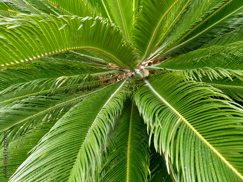 Palm tree leaves photo